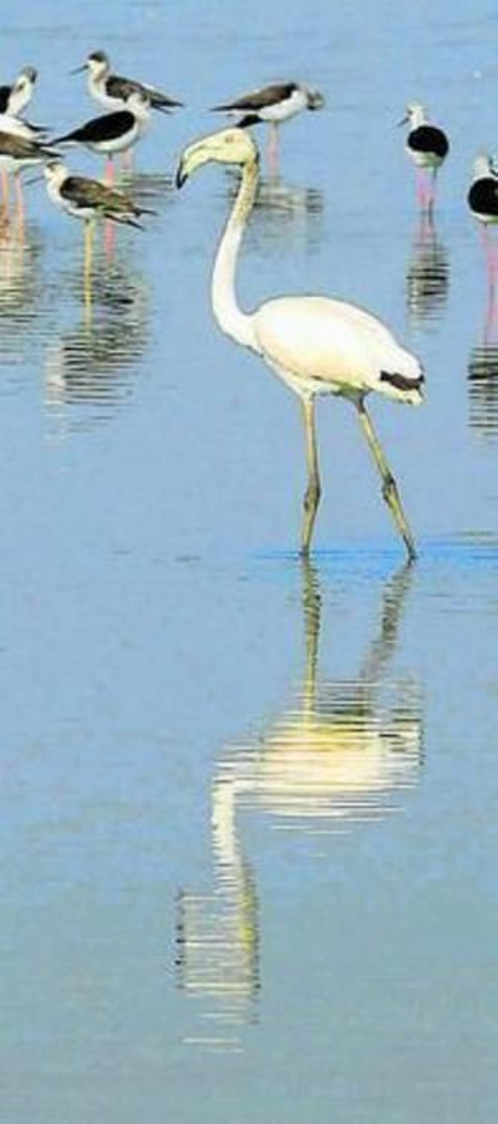 Aves migratorias en Isla Mayor.