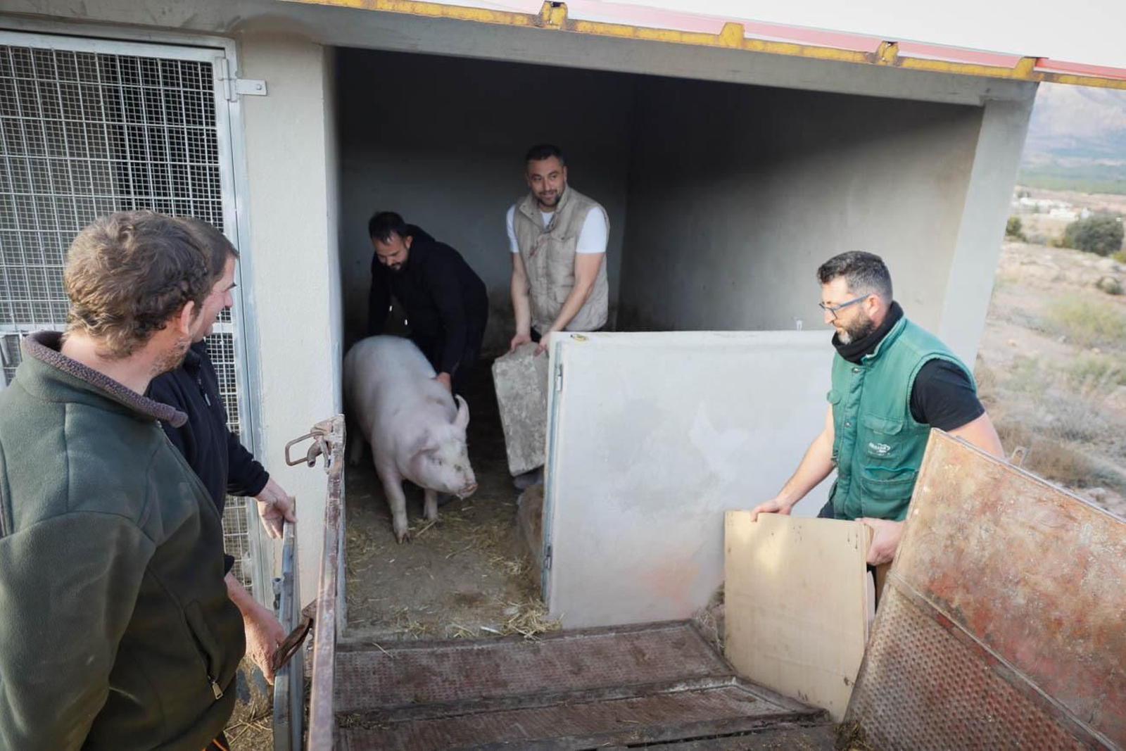 Te contamos en imágenes como son las matanzas en Chirivel