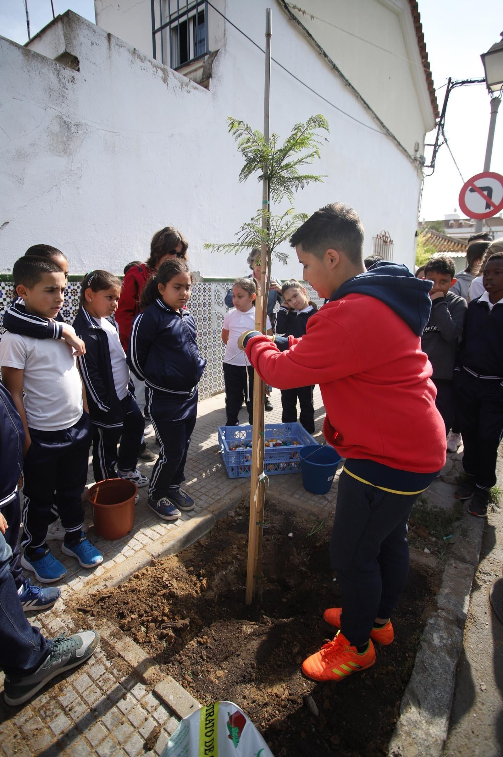 Imágenes la plantación de árboles en la Barriada de la Navidad por alumnos del Colegio Virgen de Belén