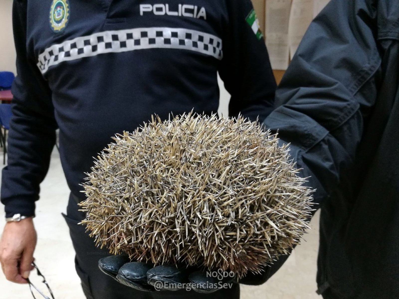 El erizo rescatado por la Policía Local