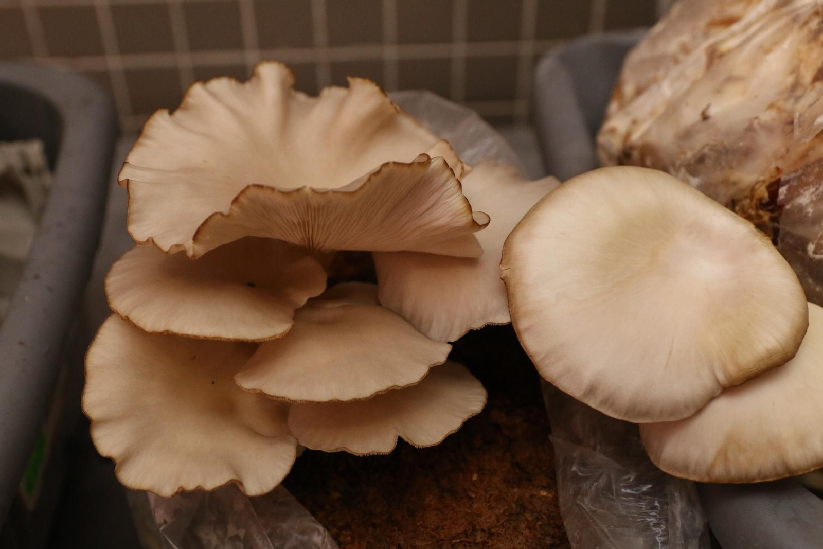 Fotogalería del Reino de las Setas