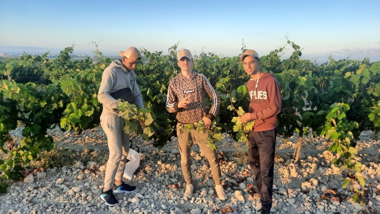 Jóvenes extutelados acogidos por ‘Voluntarios por otro mundo’ que han encontrado su primer empleo realizando labores de poda en los viñedos jerezanos.