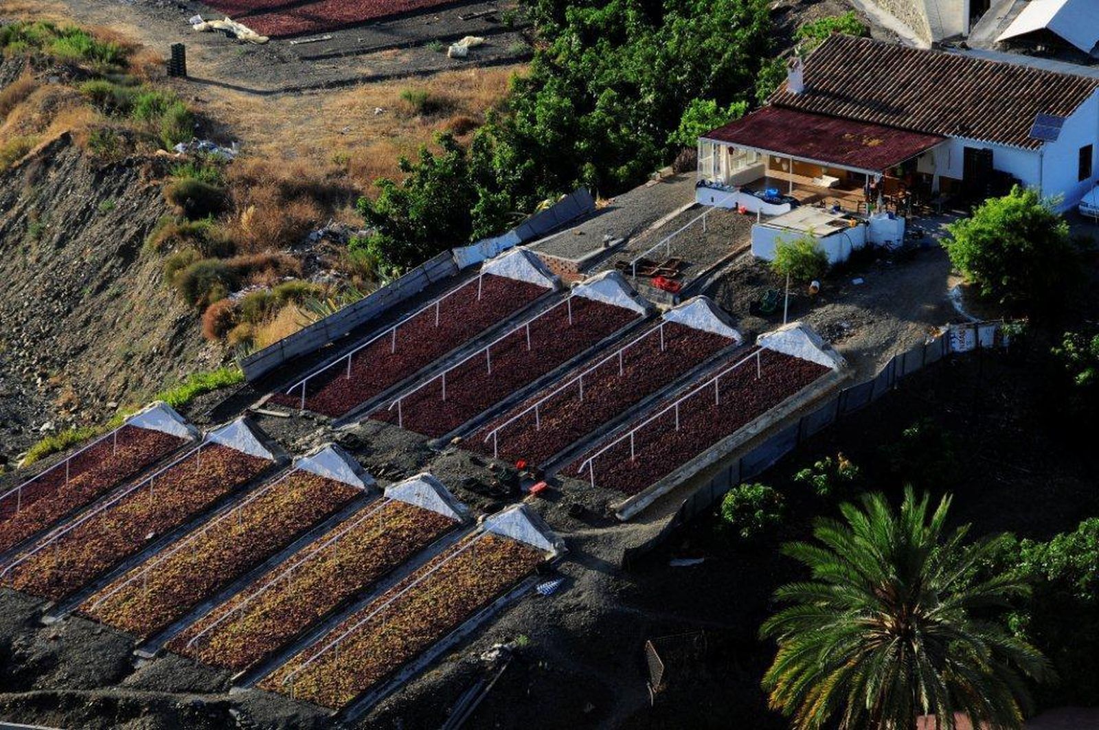 Paseros de Almáchar.