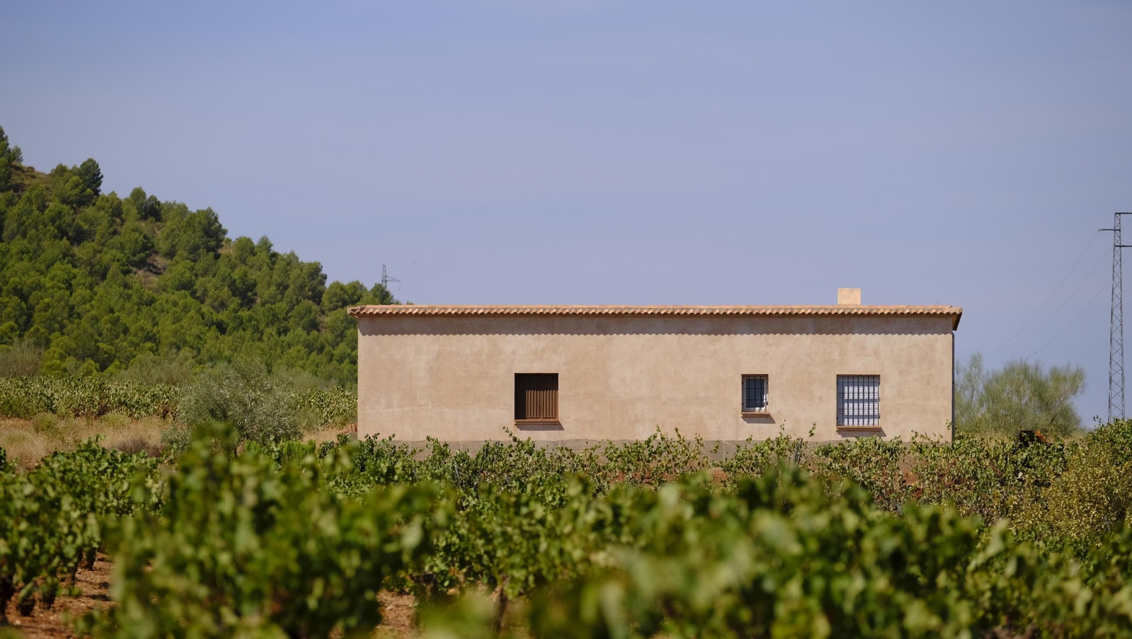 La vendimia en la Bodega Cortijo del Cura de Laujar, en imágenes