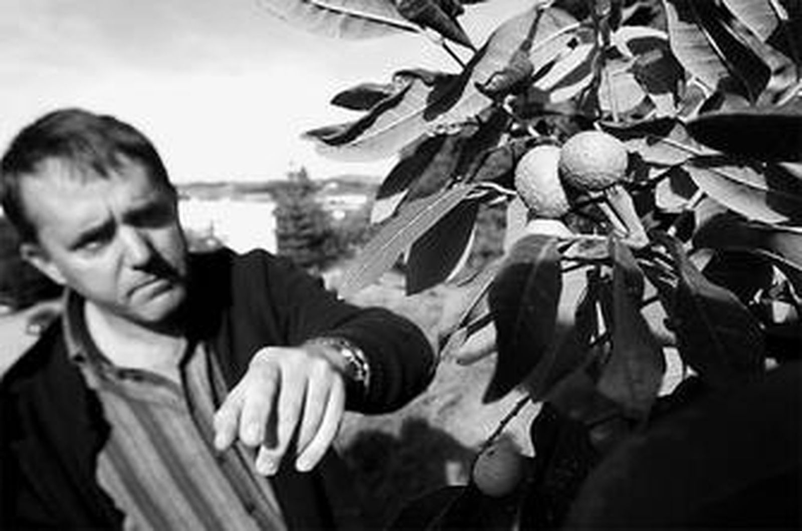 en el centro. 2. Mangos estudiados por los científicos para analizar sus características. 3. Híbrido de chirimoya y atemoya para lograr un fruto sin semillas. 4. Flor de la pitaya, que también se pretende empezar a cultivar en la comarca de la Axarquía.