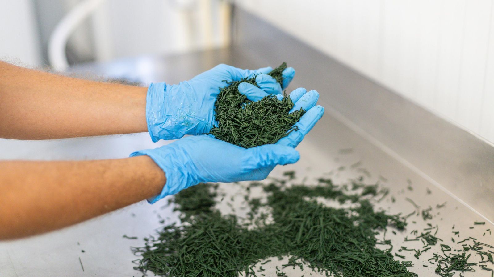 La espirulina ya con forma de hebra. La espirulina ya con forma de hebra.
