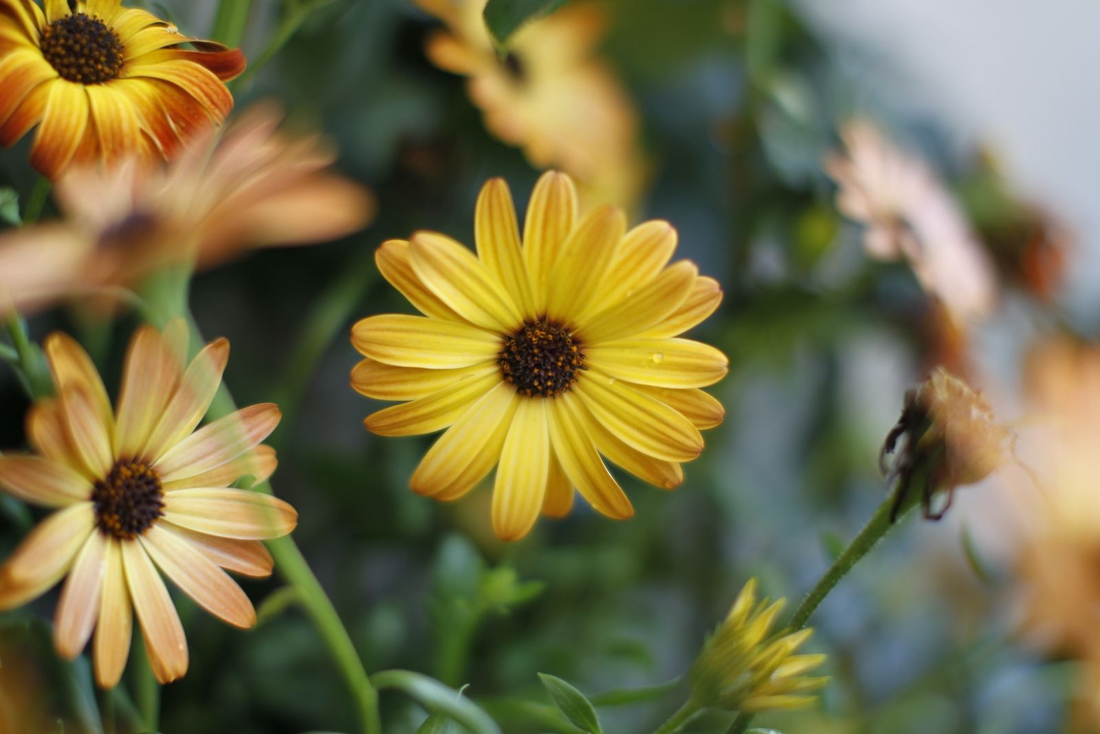 Fotogalería plantas para el Día de la Madre en Suministros Tripiana