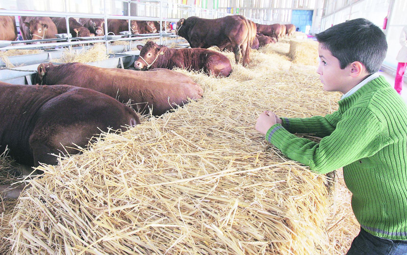 Ejemplares ganaderos expuestos en una pasada edición de Fegasur.