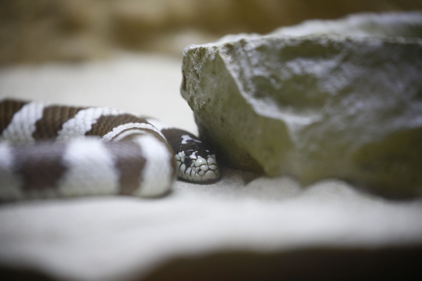 El nuevo reptilario del zoológico de Córdoba, en fotografías