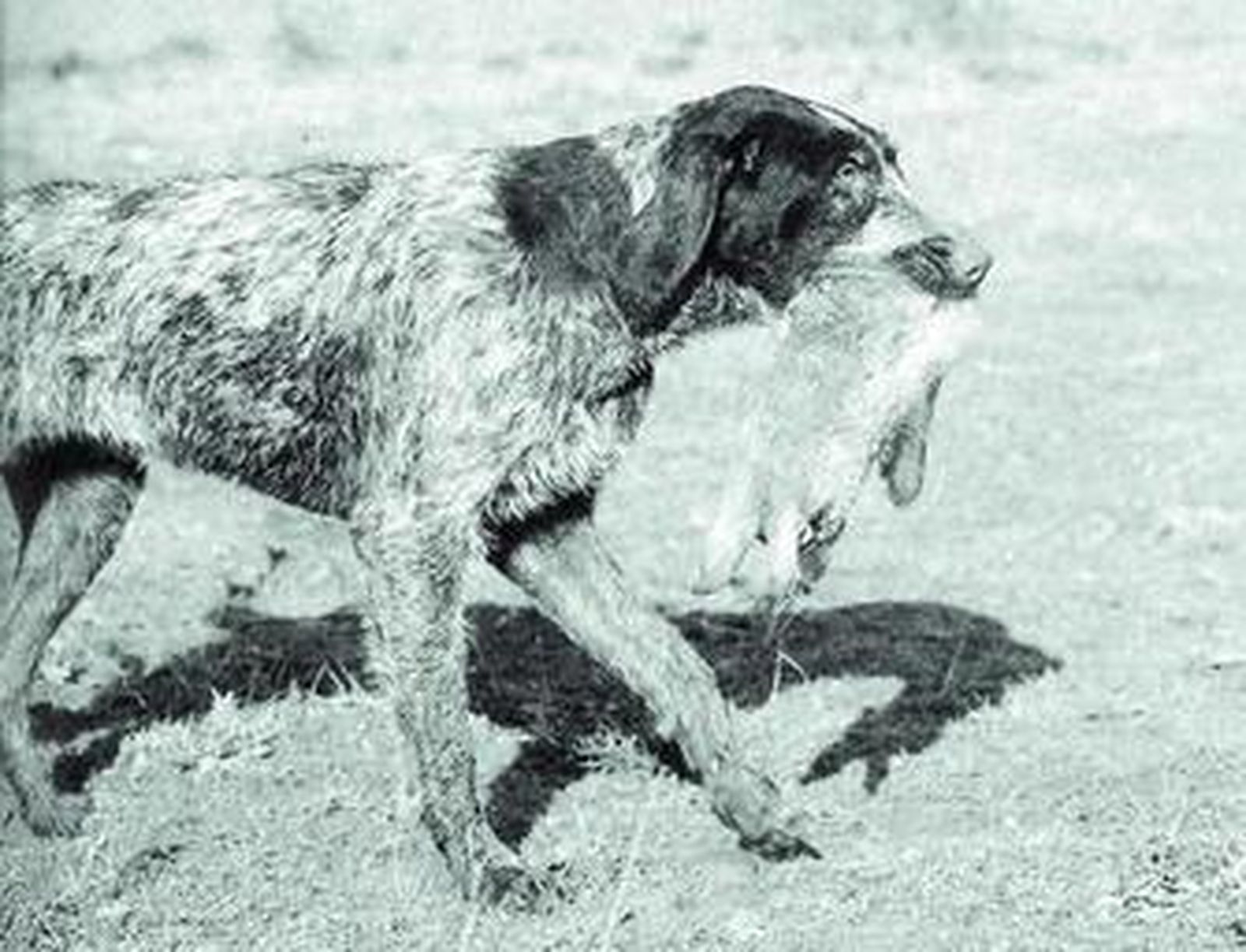 Un drahthaar, en plena jornada de caza, capturando un pieza de conejo.