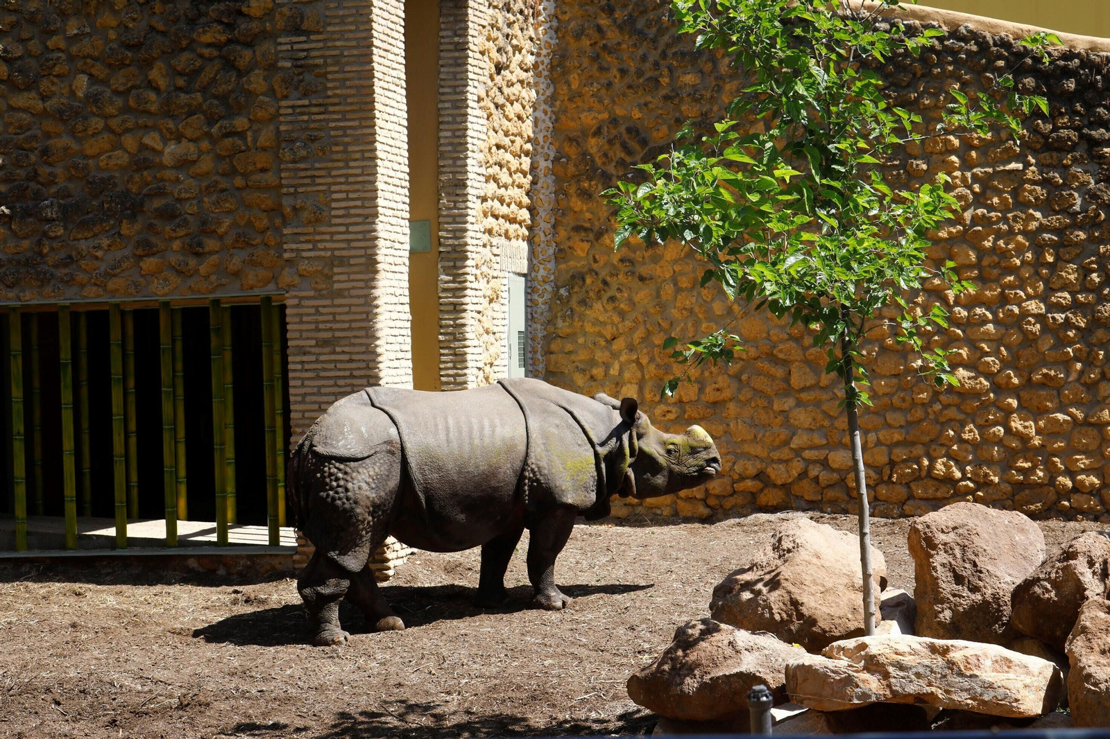 Así es Manas, el rinoceronte indio del Zoo de Córdoba