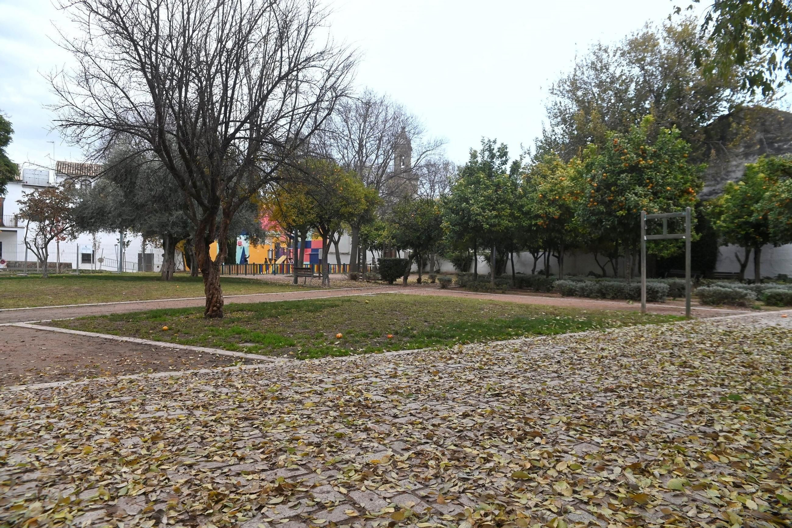 Otoño hojas caídas árboles córdoba
