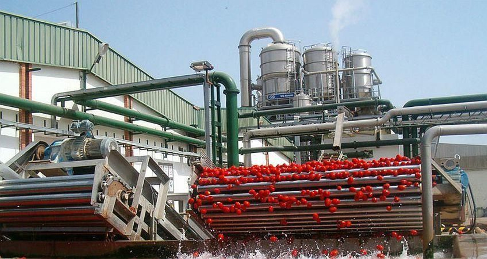 Tomates en pleno proceso de fabricación del concentrado