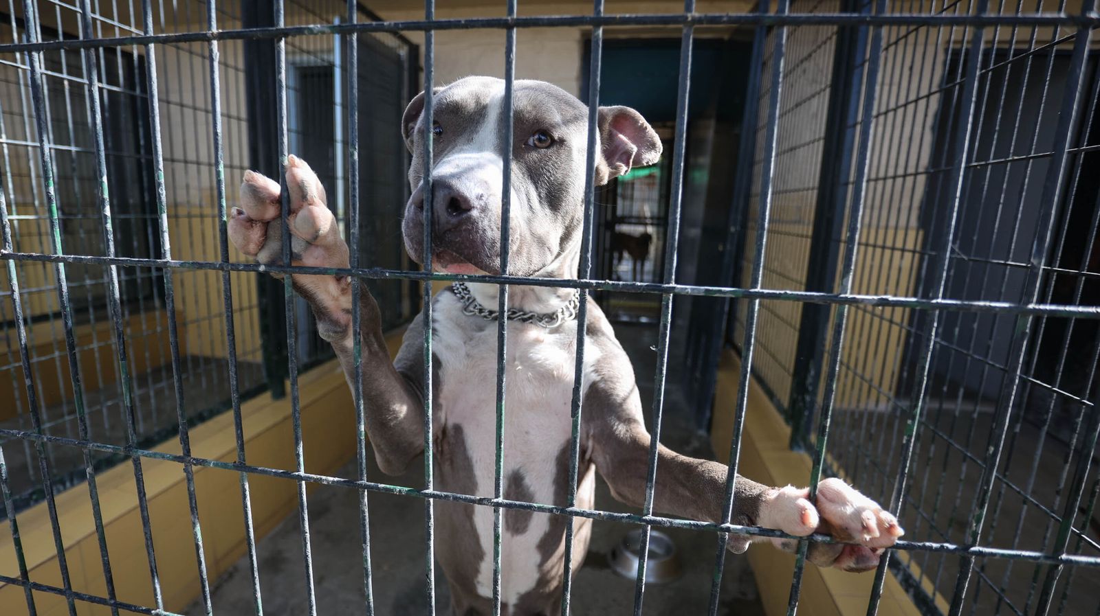 Centro de Protección Animal de Jerez