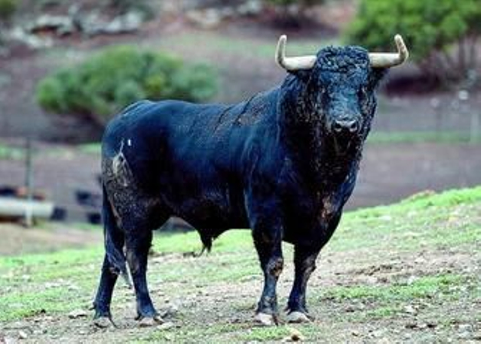 Un toro de Fuente Ymbro se encampana en la dehesa Fuente Ymbro-Los Romerales.
