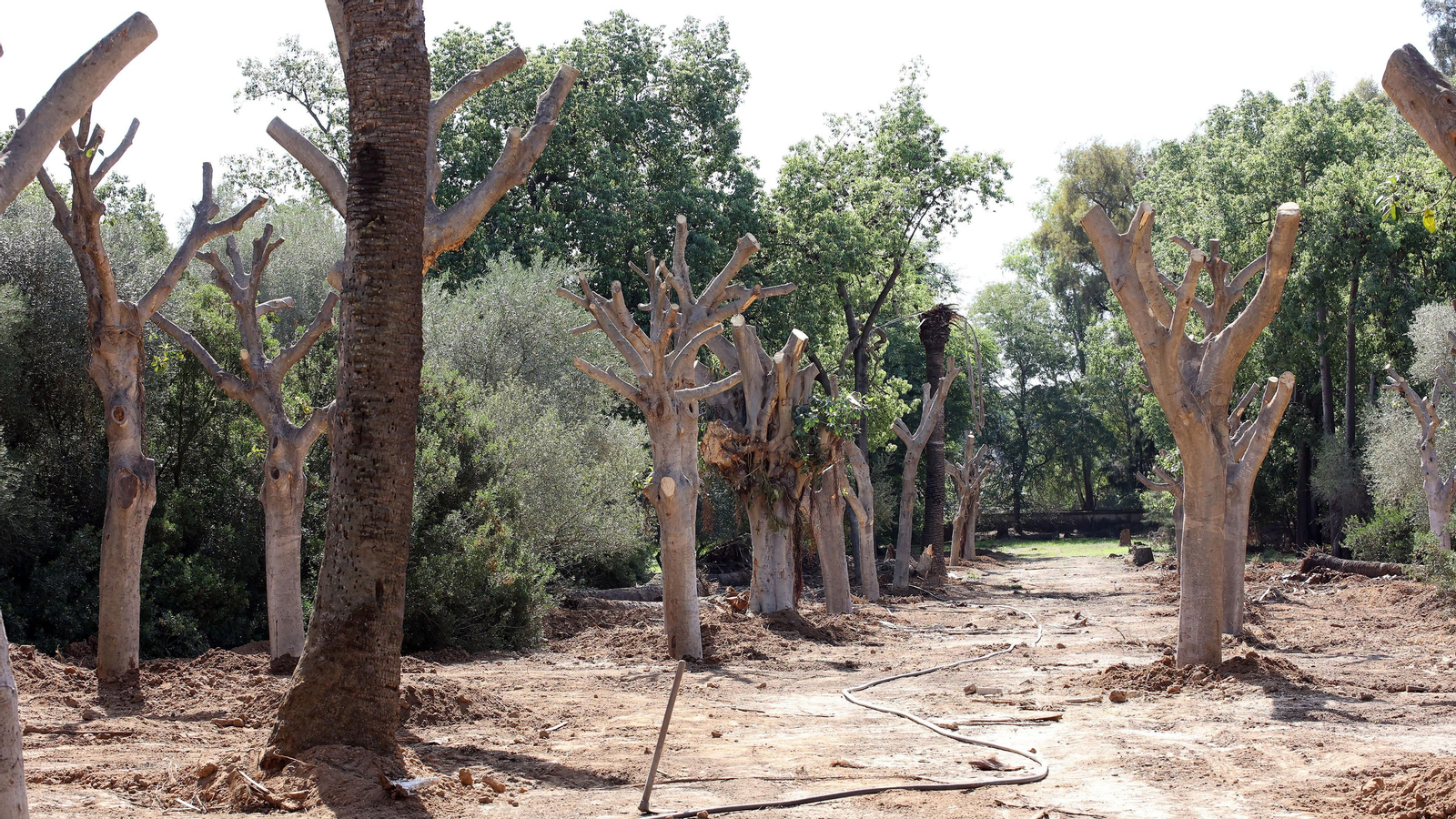 Traslado de los árboles de Chapín