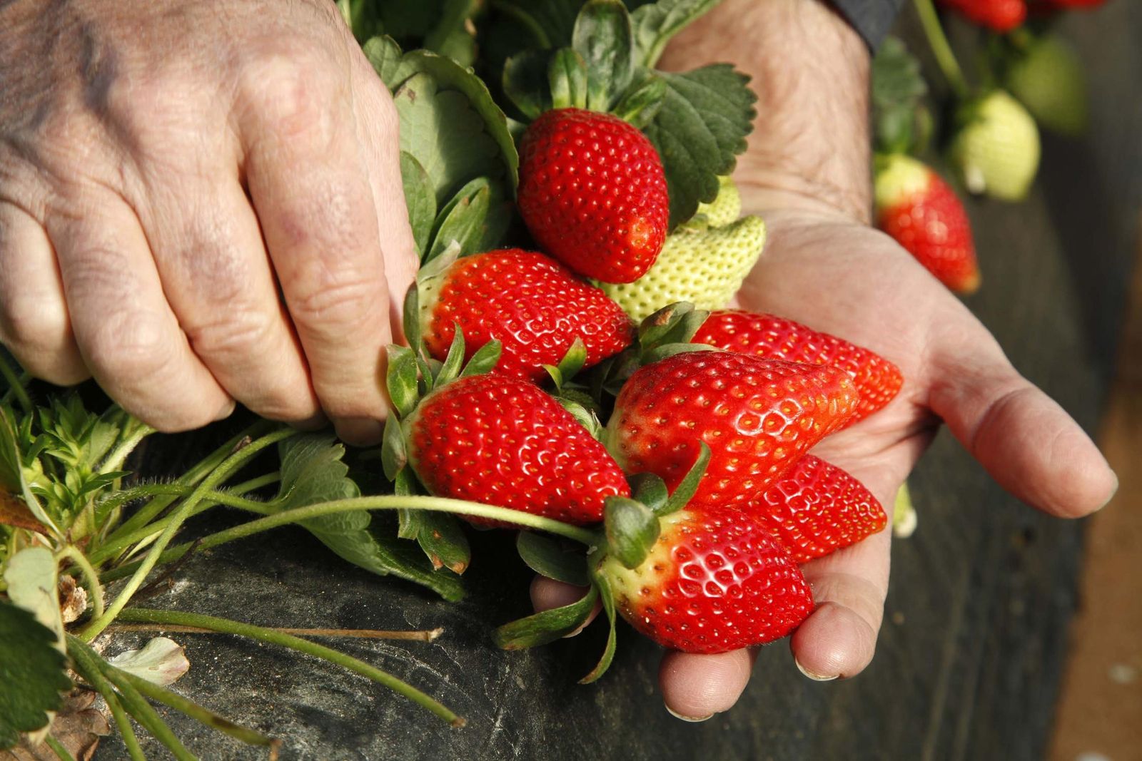 Los cultivos de fresa son muy importantes en Huelva