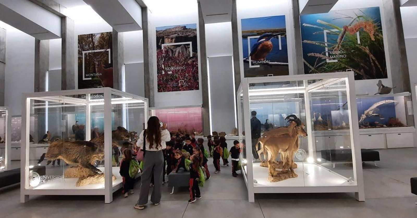 Sala principal de la exposición, en la planta baja del pabellón, donde se exhiben animales disecados como el macho montés, ciervos, zorros y un sinfín de ejemplares que habitan en la provincia.