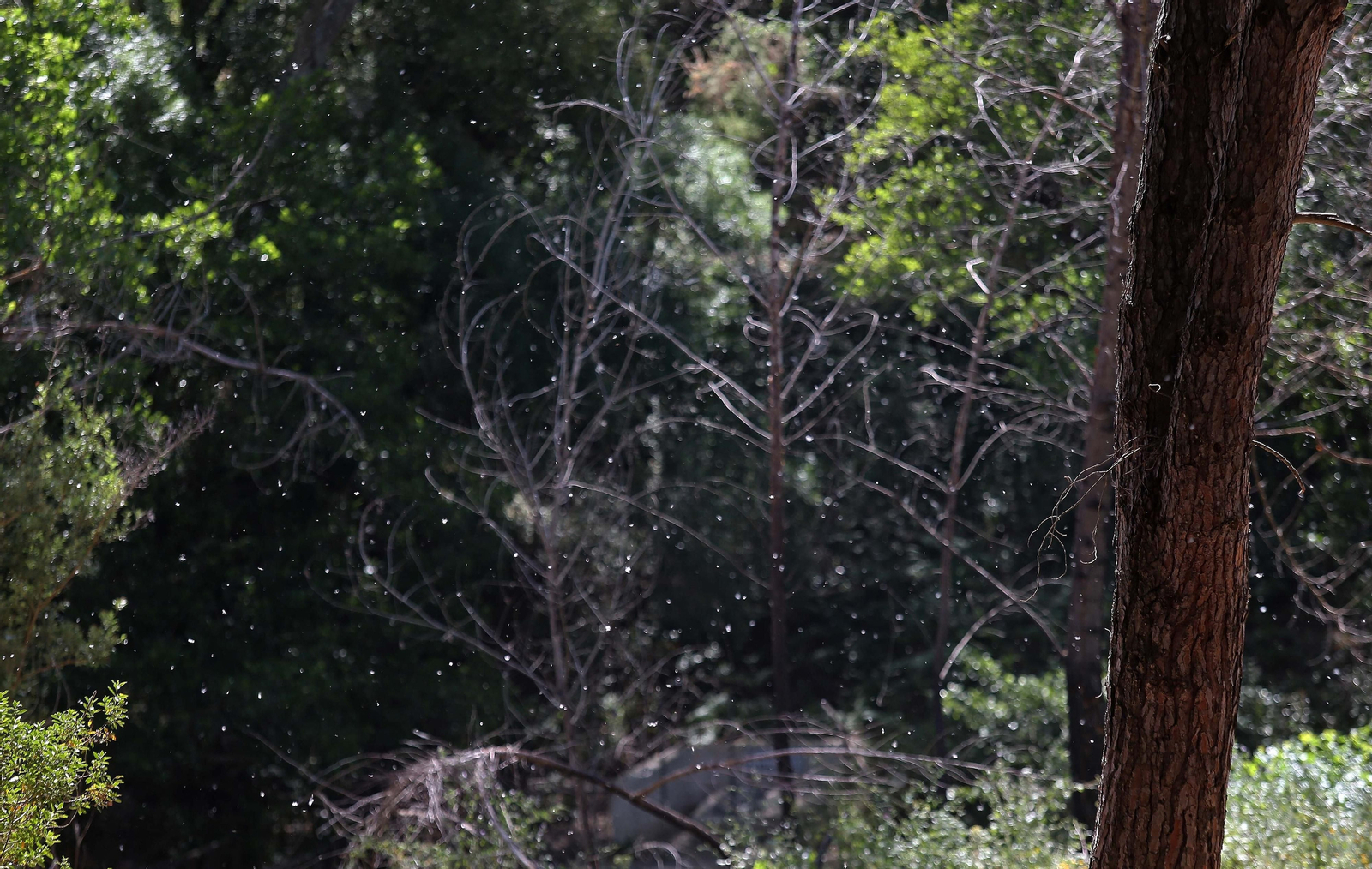 El Pinar del Rey de San Roque, en imágenes