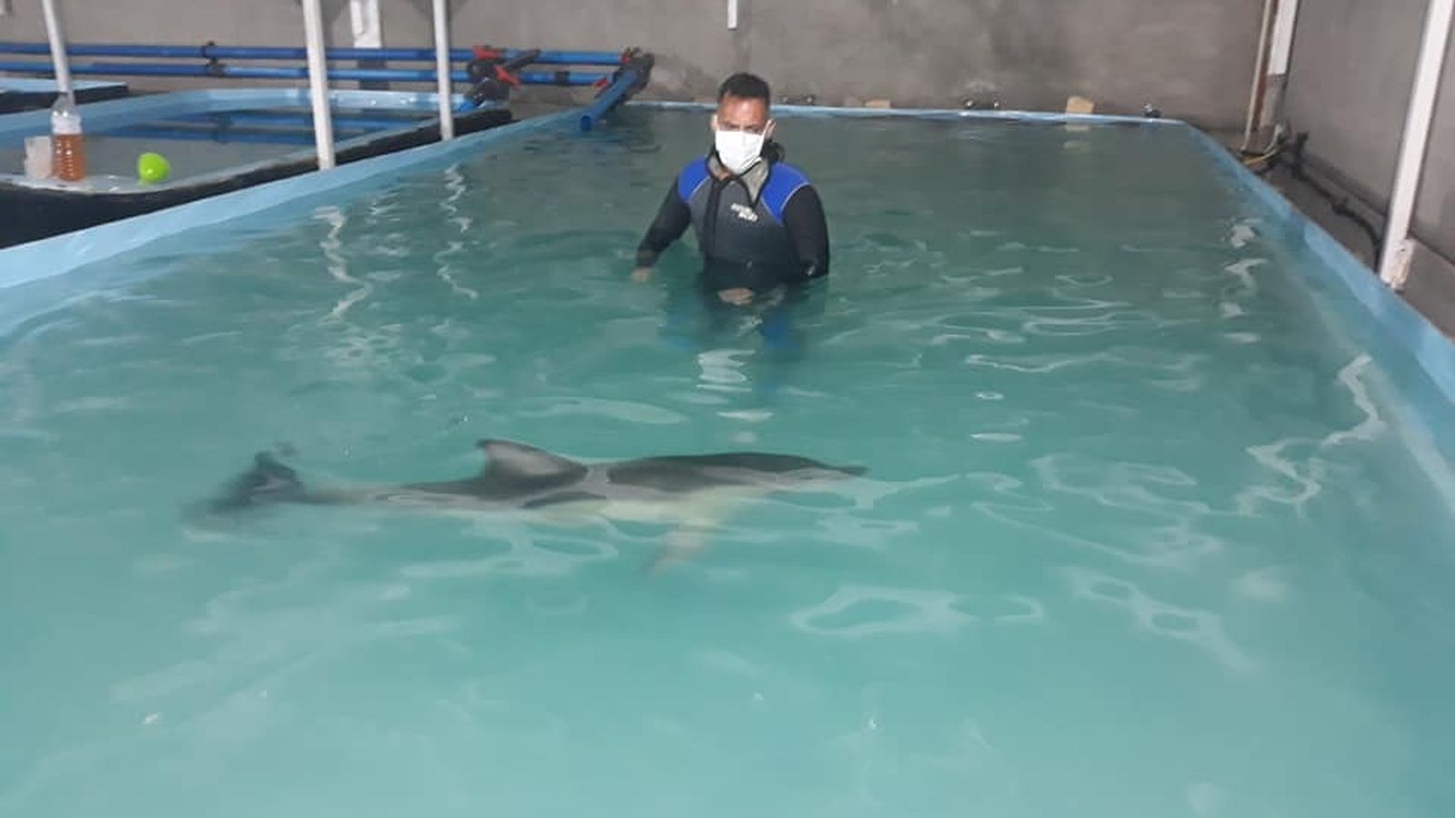 Ha muerto 'Ariel', la cría de delfín.