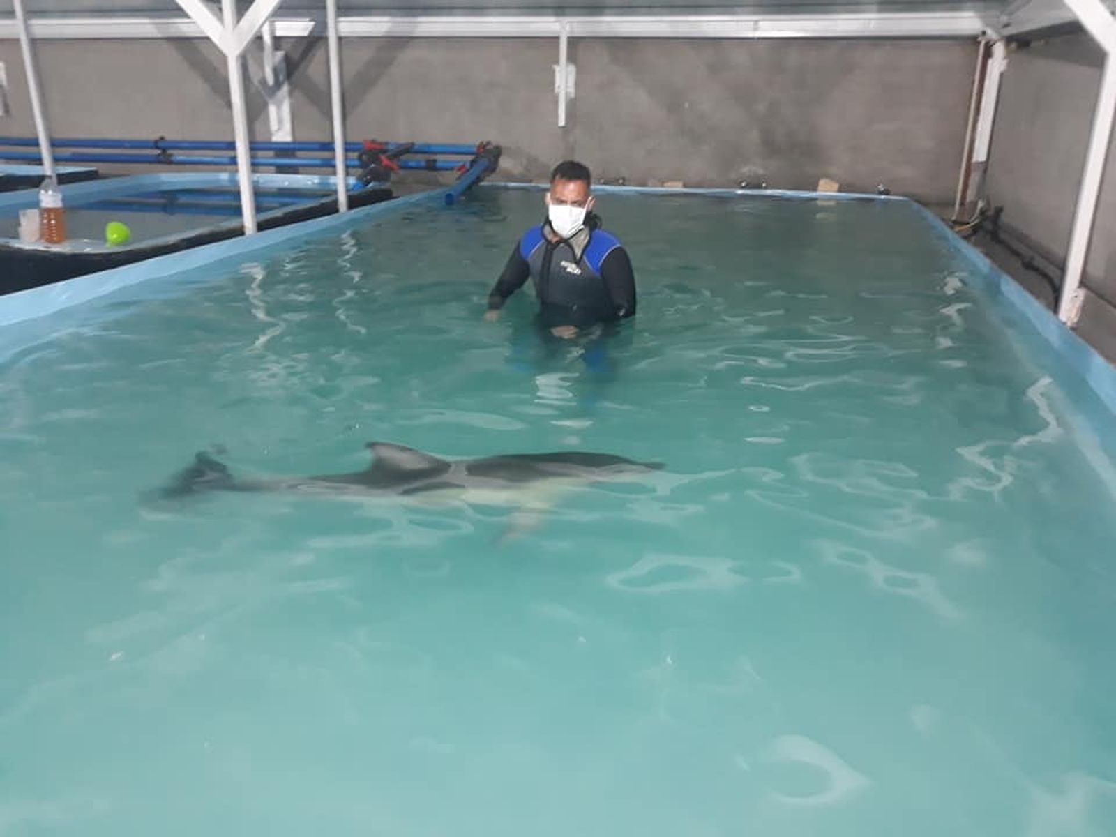 Ha muerto 'Ariel', la cría de delfín.