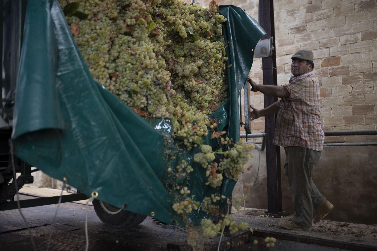 Imágenes de la vendimia en el Condado de Huelva