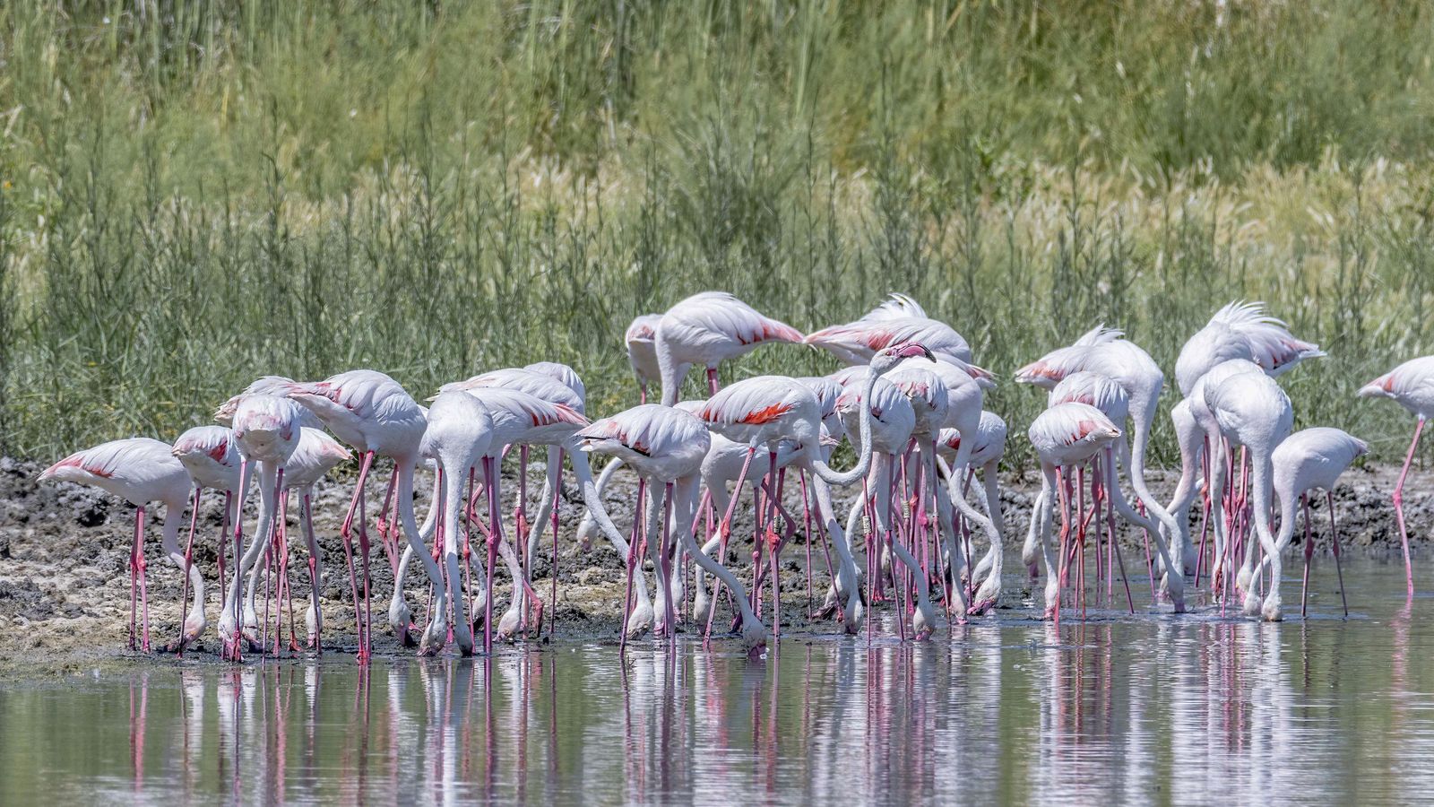 Flamencos en la laguna de Zóñar.