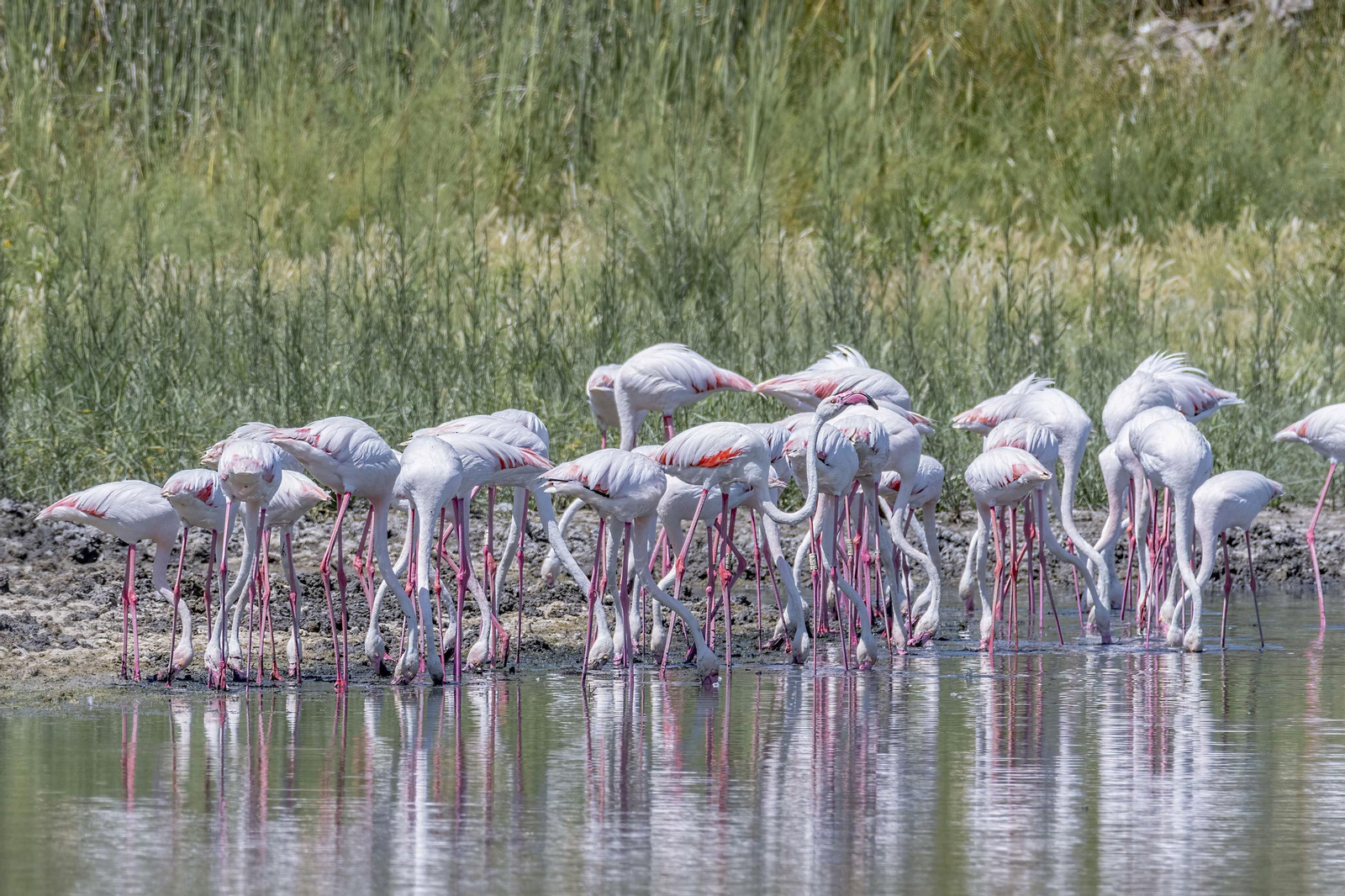 Flamencos en la laguna de Zóñar. Flamencos en la laguna de Zóñar.