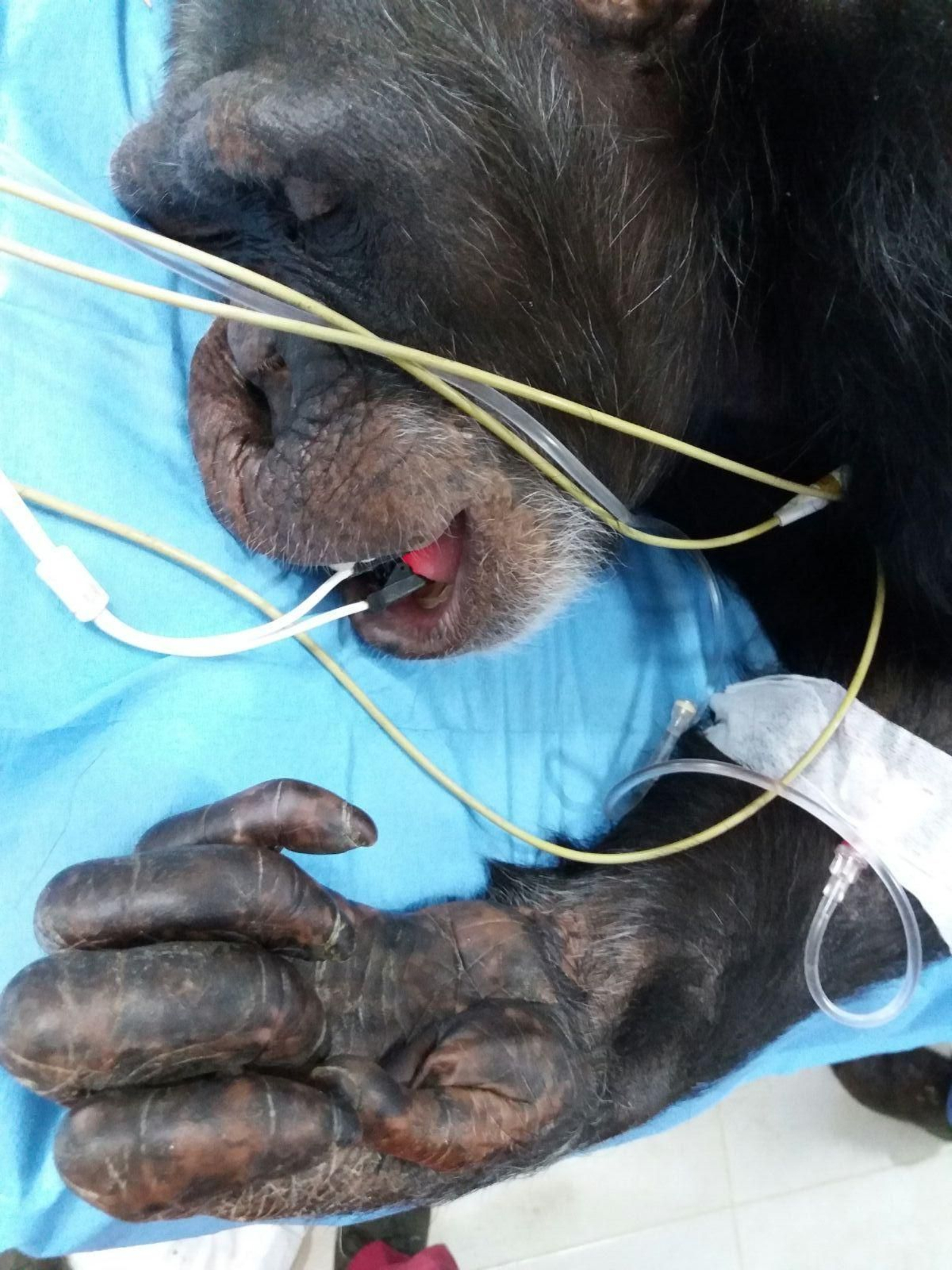 'Lú', en el momento de ser sometida a las pruebas médicas.