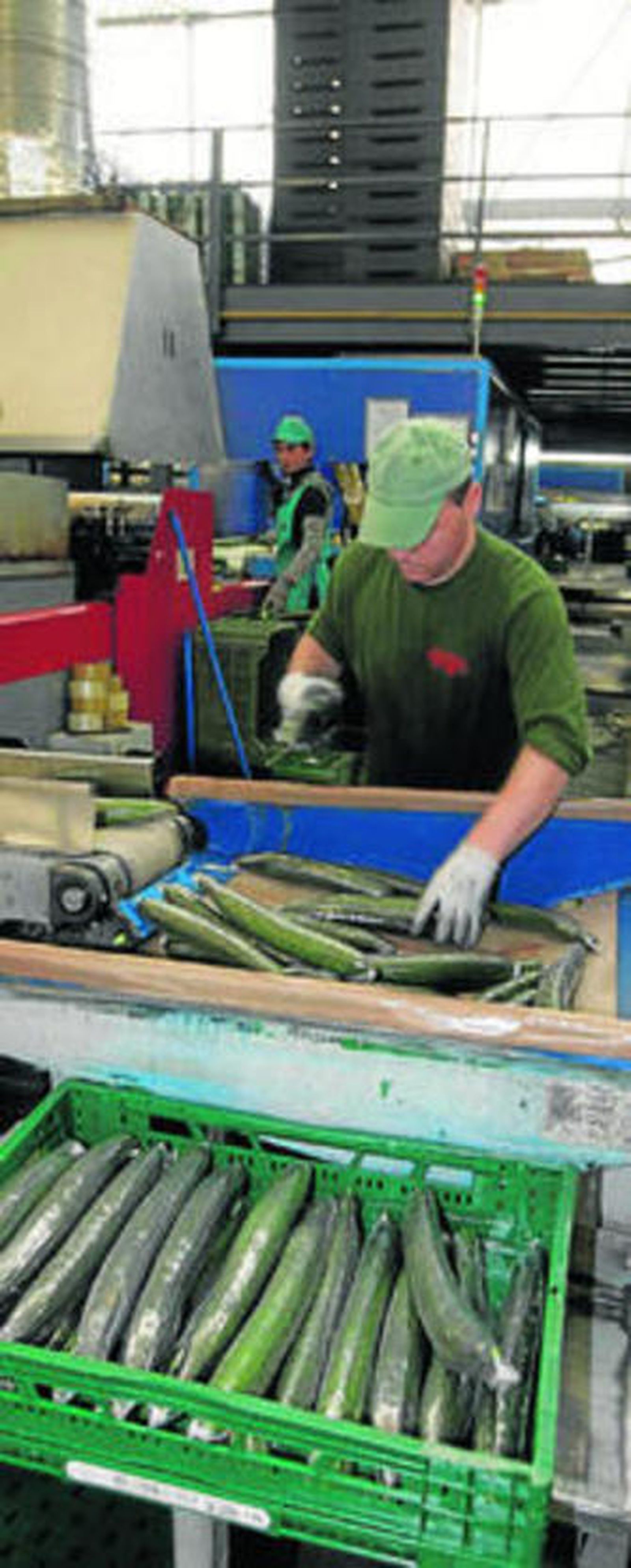 La Unión se especializa en plastificar el pepino para su comercialización.