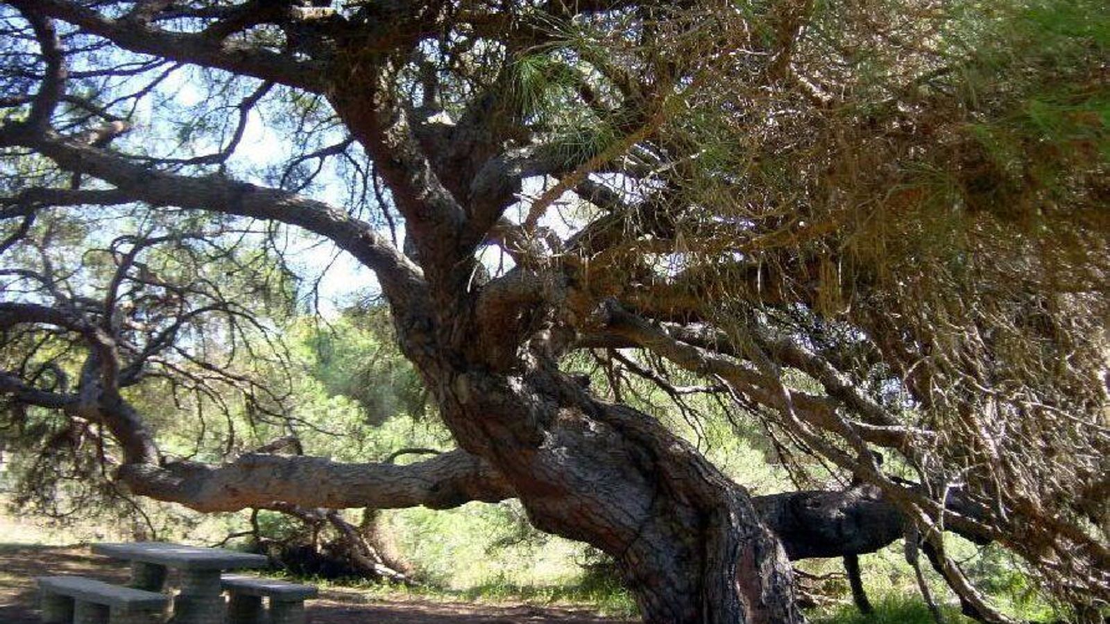 Monumento Natural Pino Centenario del Parador de Mazagón