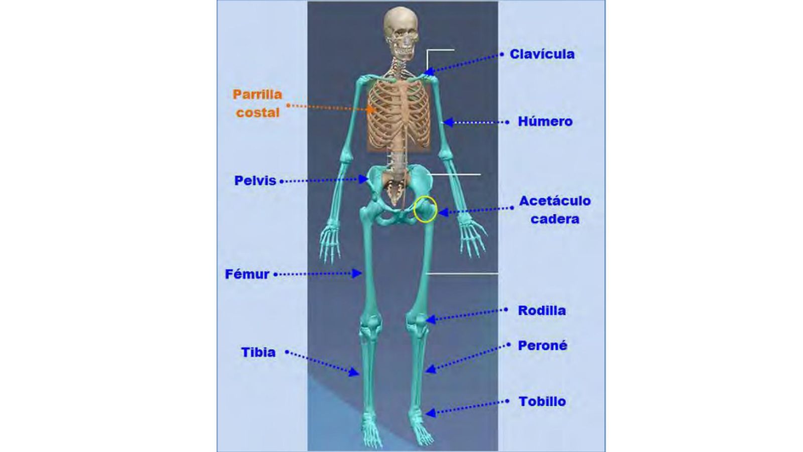 Distribución de las lesiones de Alicia Rodríguez.