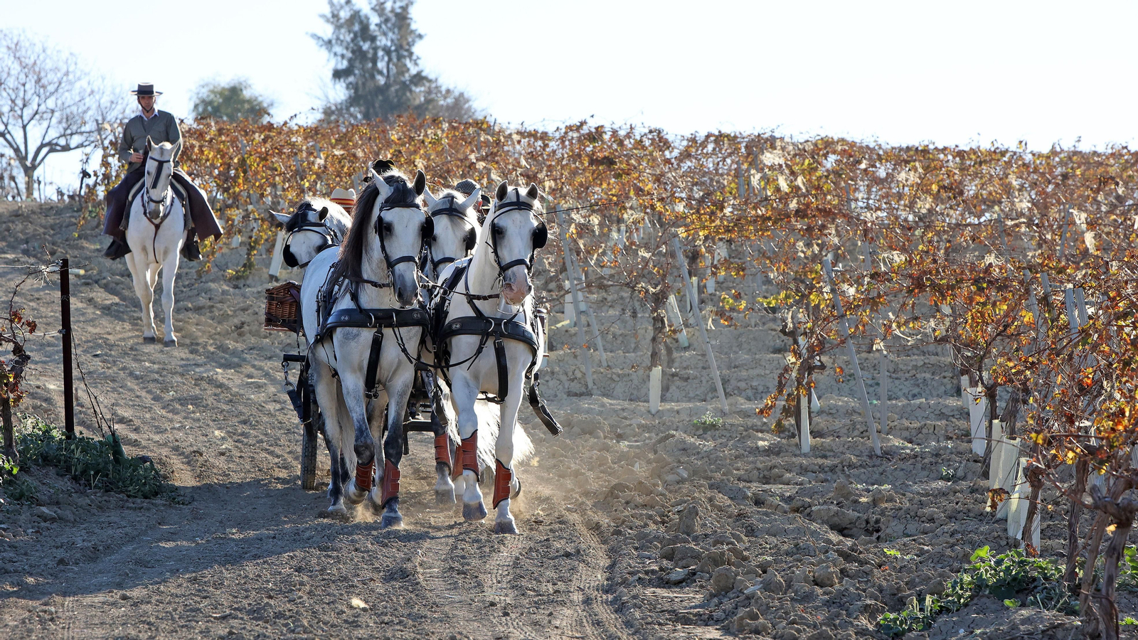 II Ruta Viñas de Jerez
