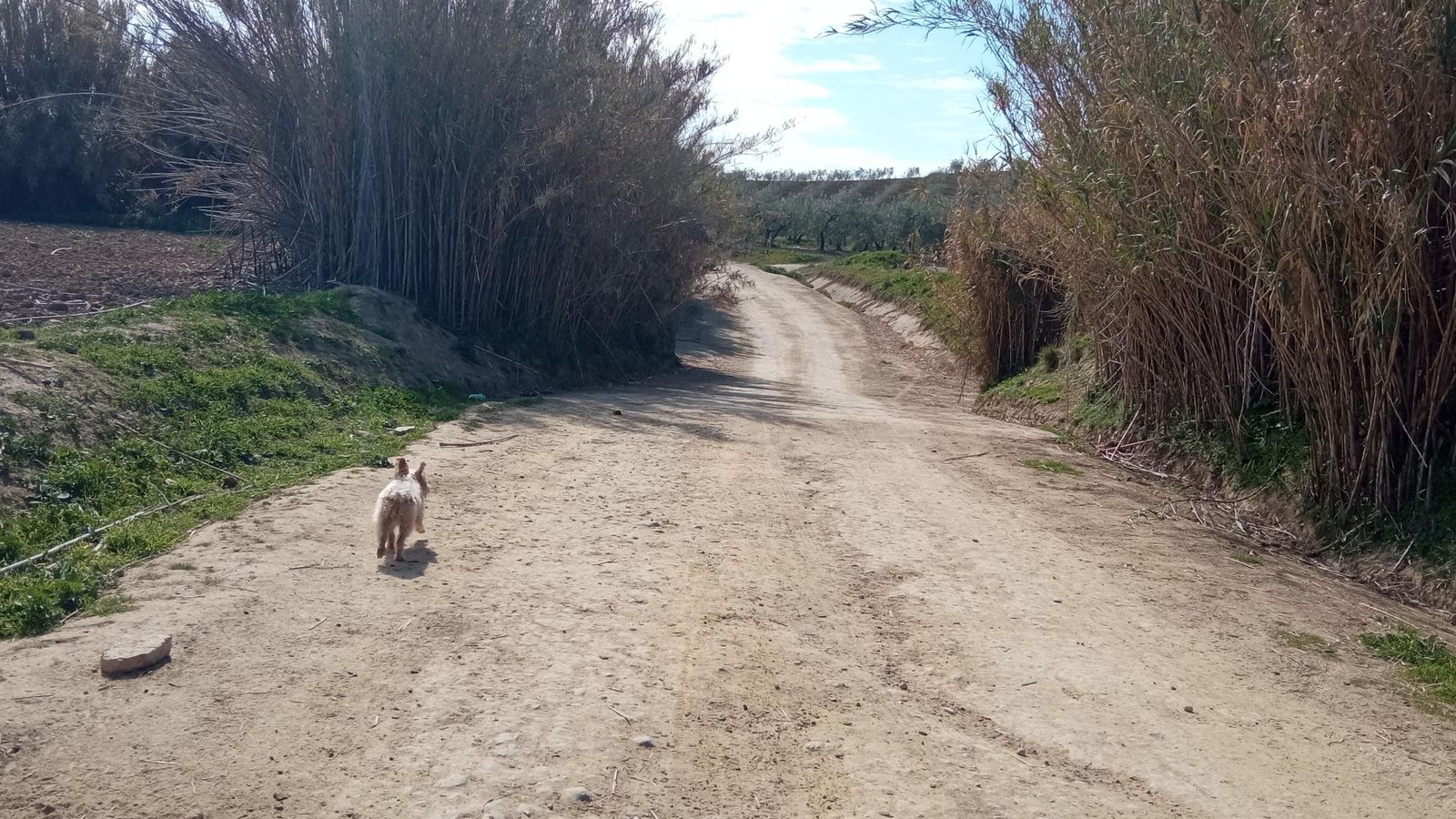 Las imágenes de la ruta de la dehesa de Albaida del Aljarafe
