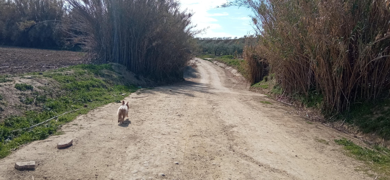Las imágenes de la ruta de la dehesa de Albaida del Aljarafe