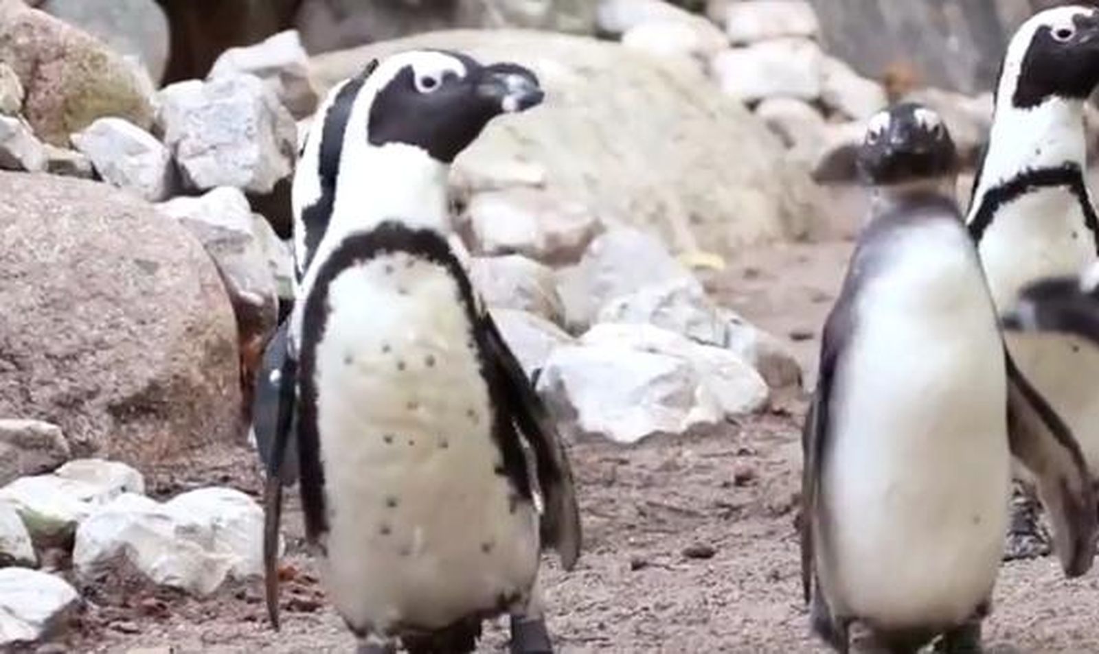 Dos pingüinos gais roban dos huevos a una pareja lesbiana