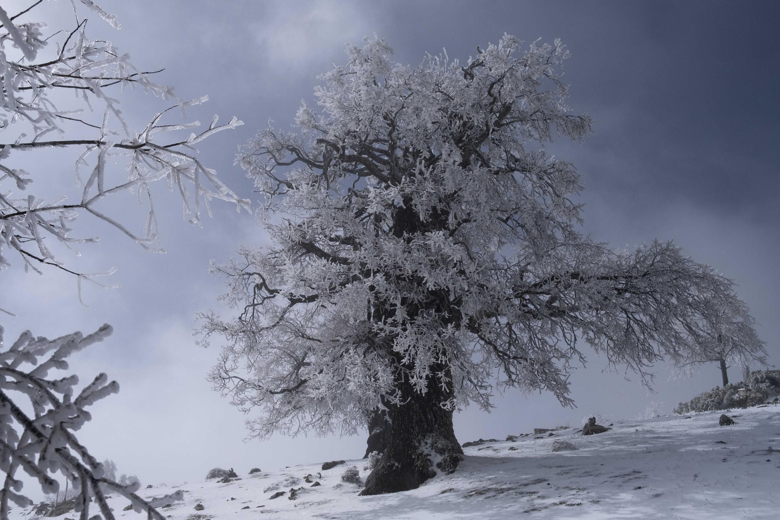Nevada en la Sierra de las Nieves, en fotos