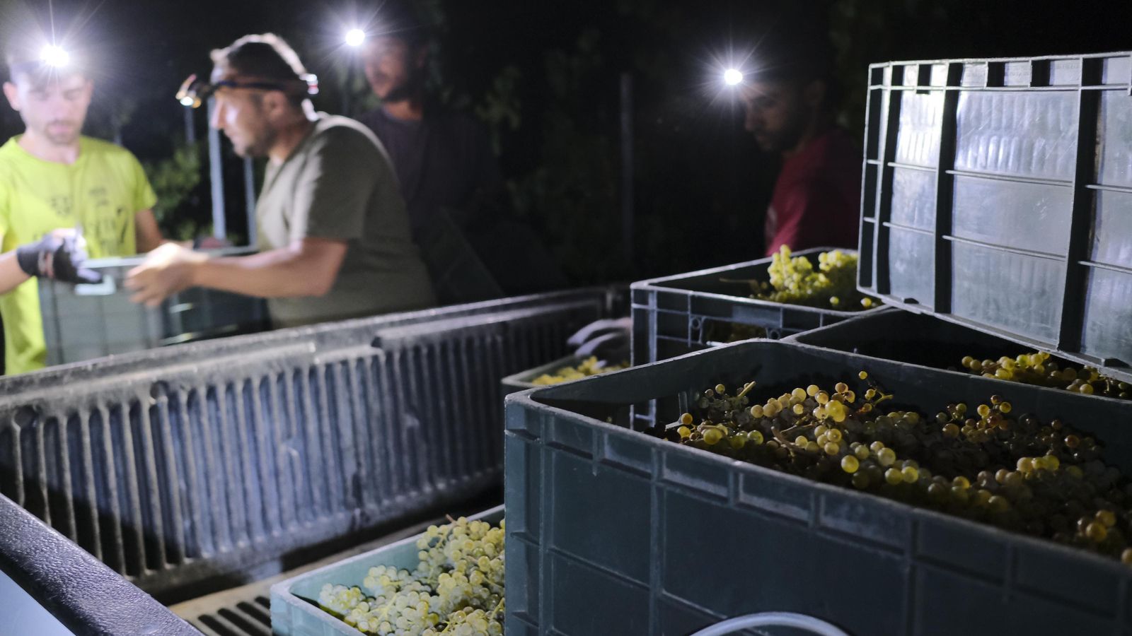 El transporte se realiza en camionetas.