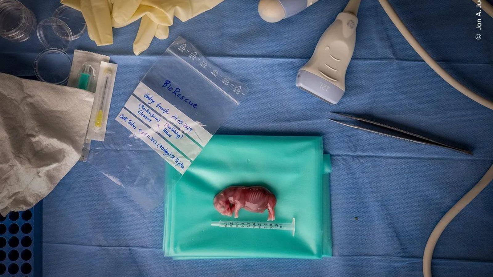 La imagen de Jon A. Juárez