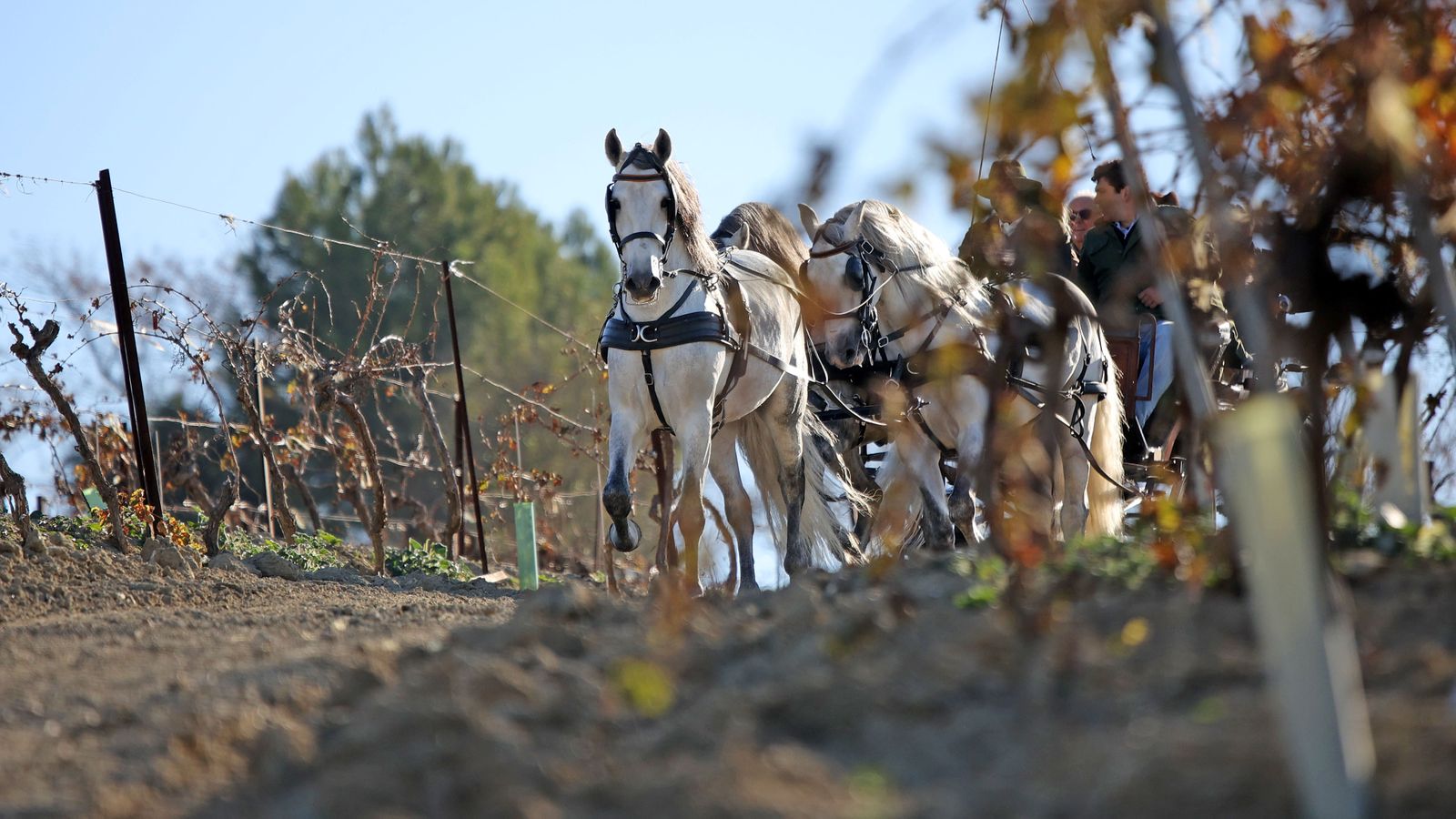 II Ruta Viñas de Jerez