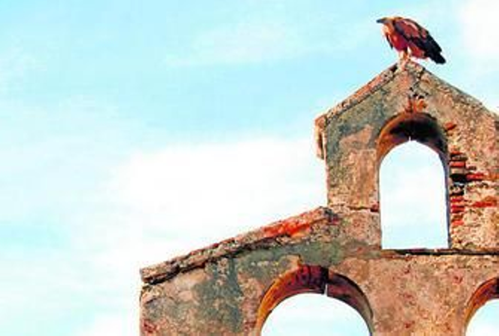 El buitre, sobre la espadaña de la antigua iglesia de Jesús, en el barrio alto antiguo, ayer.