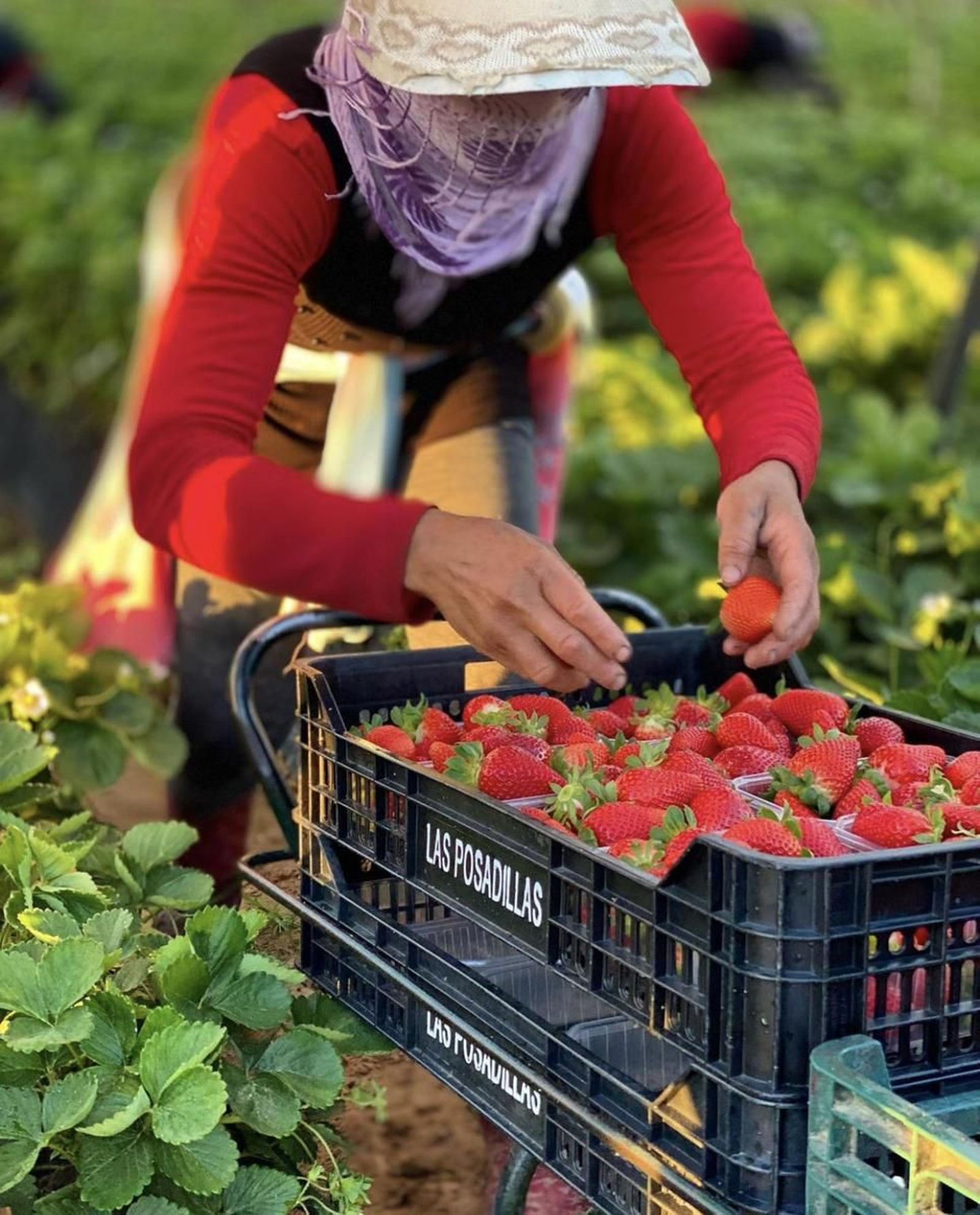 Una mujer coloca fresones en los envases para su posterior comercialización.