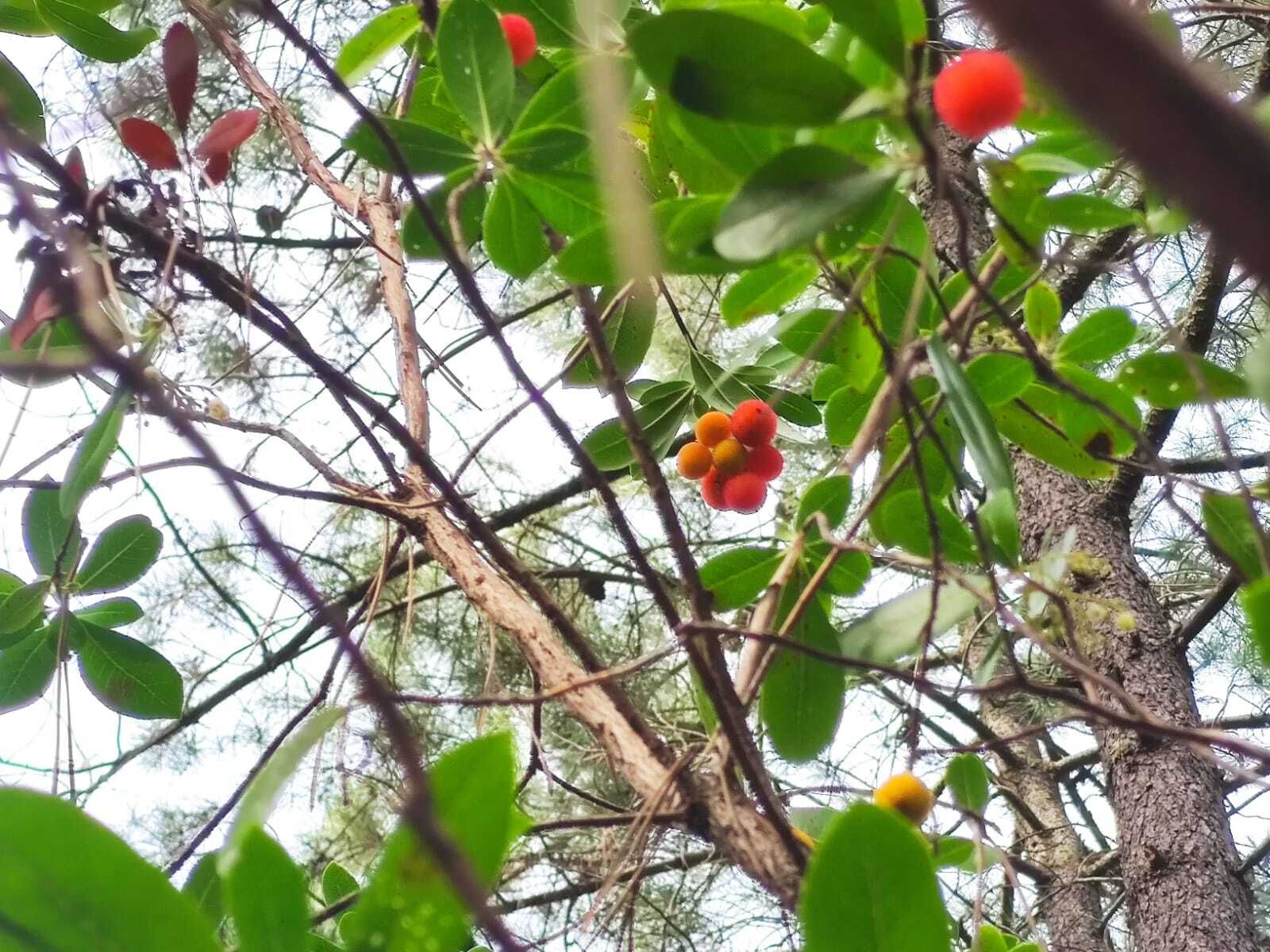 Una ruta familiar que enamora: el Bosque de las Letras en Santa Ana la Real