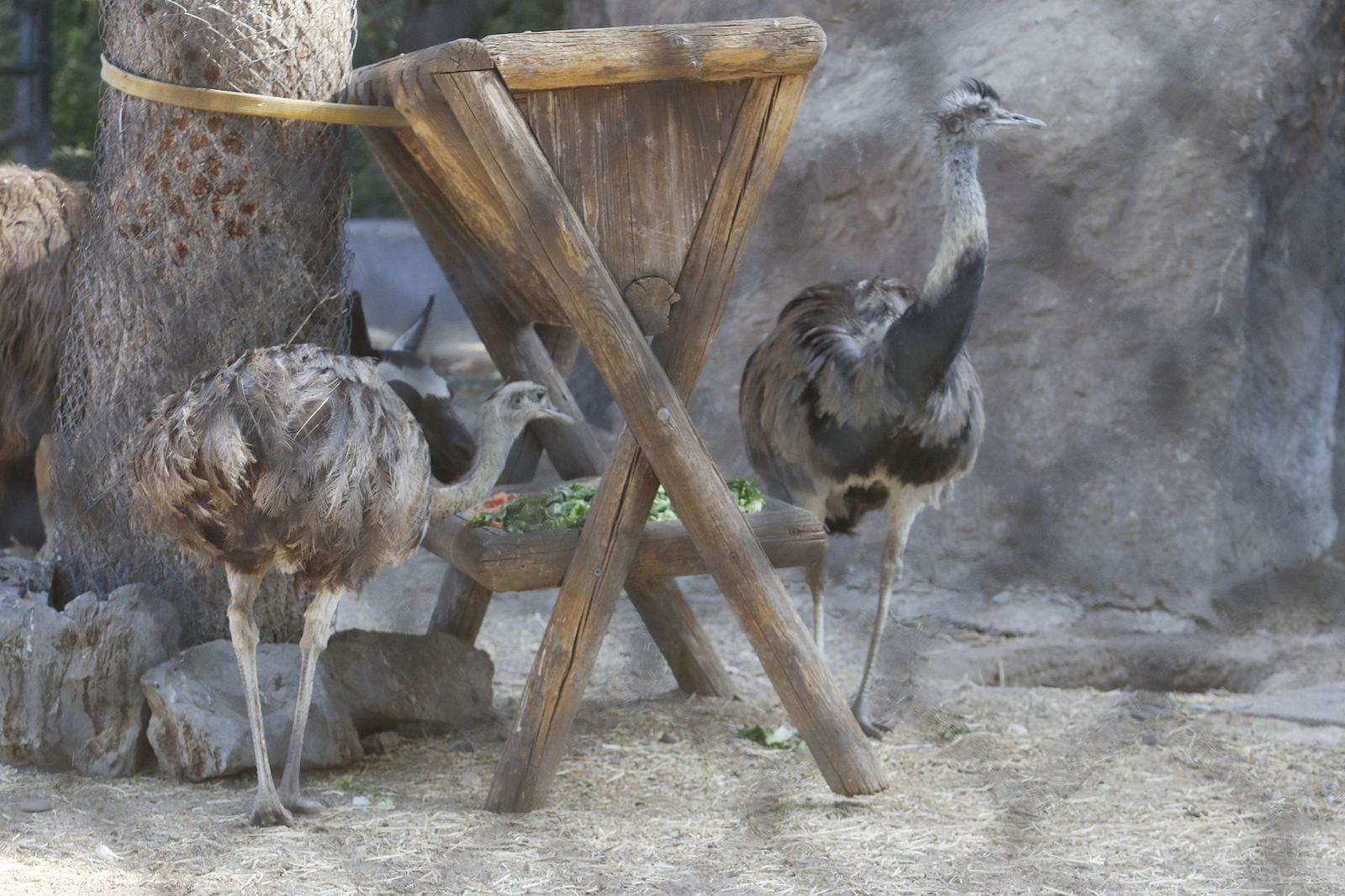 Las fotografías de la reapertura del Zoo de Córdoba tras el coronavirus