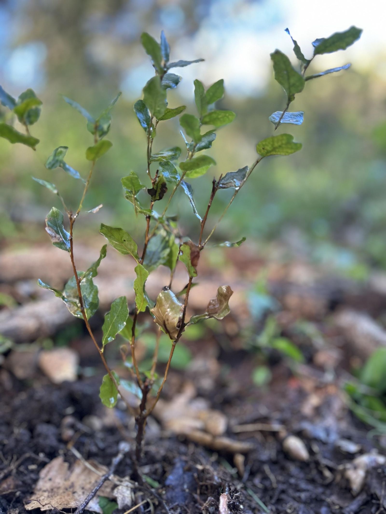 En las jornadas se plantan solo especies autóctonas