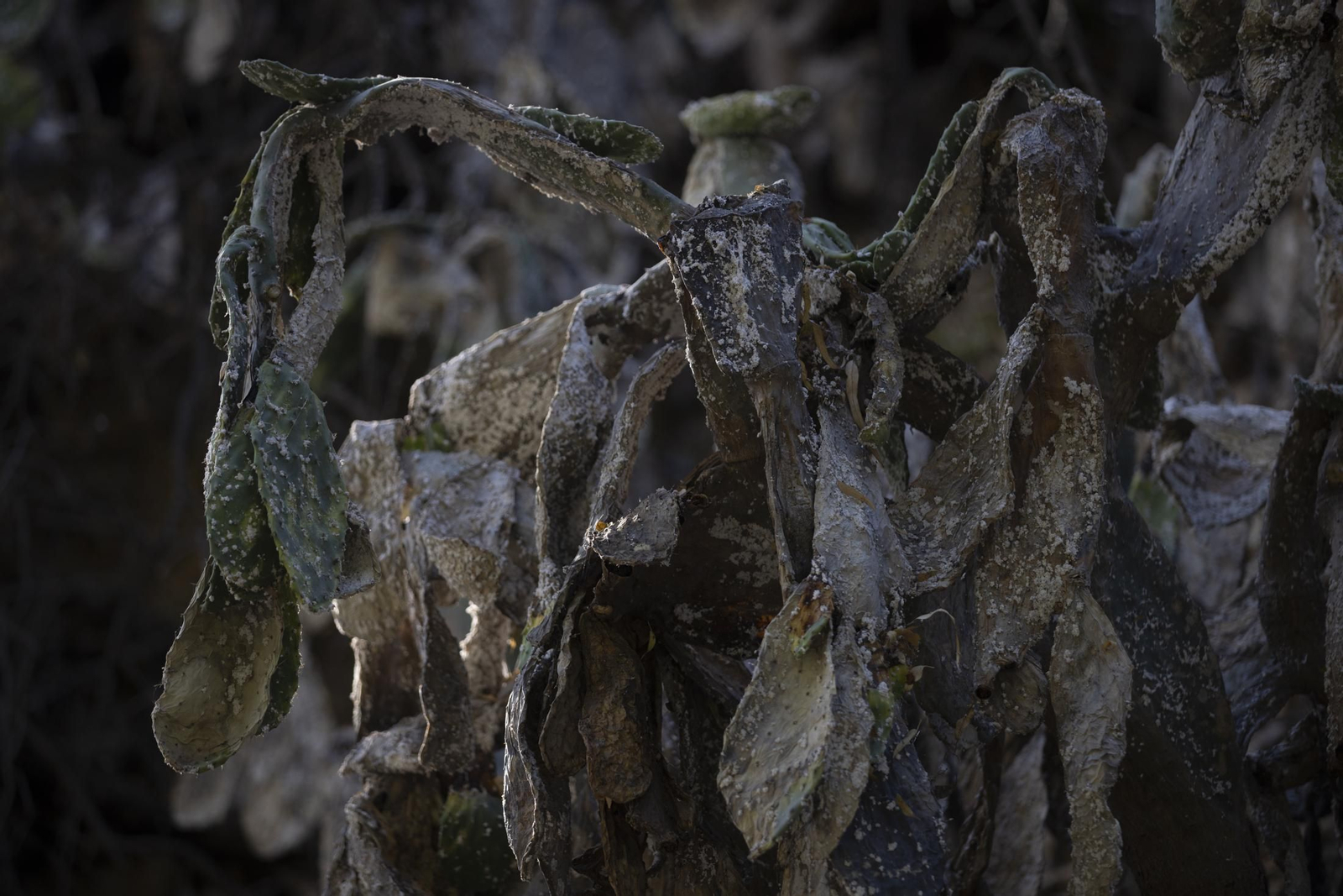 Imágenes del viernes 5 de agosto en Huelva