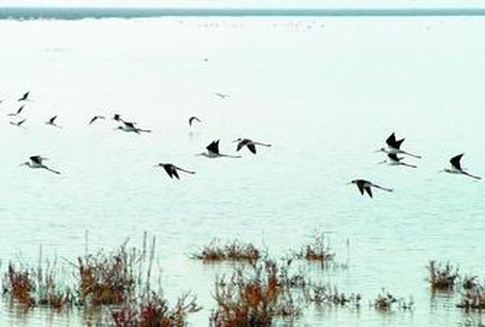 Aves en el Parque Nacional de Doñana (Huelva).