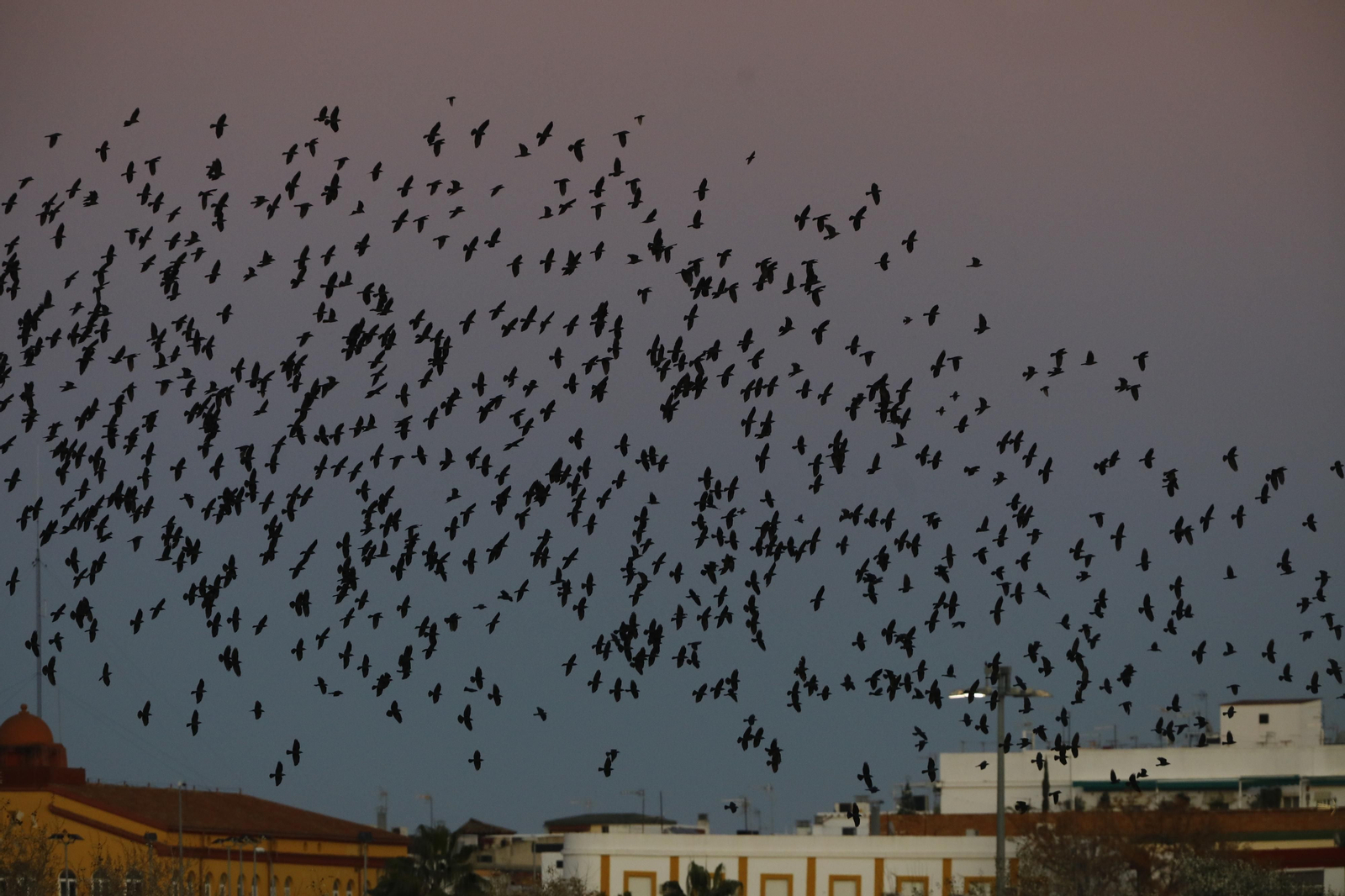 Las aves que habitan en Los Sotos de la Albolafia de Córdoba, en fotografías