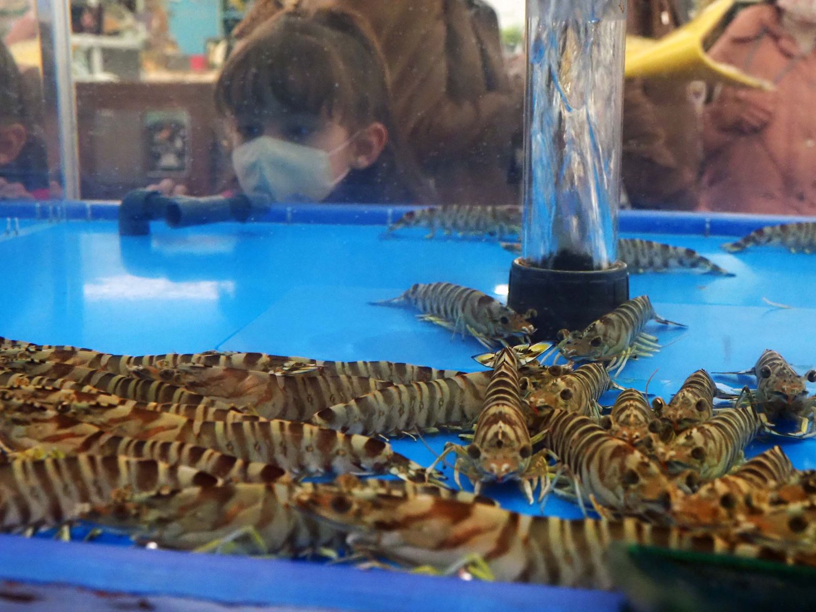 Una niña mira los langostinos tigre que uno de los expositores expone en la muestra