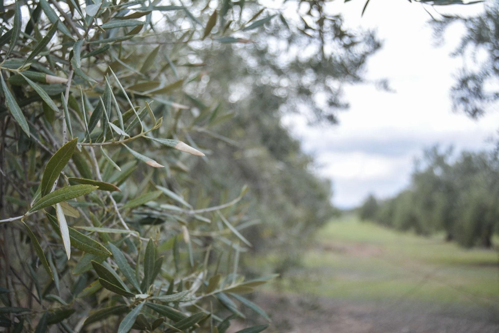 Imagen de archivo de un olivar.